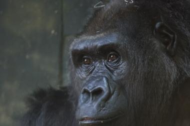 A baby gorilla was born at the Lincoln Park Zoo Tuesday. No photos of the gorilla have been released yet.
