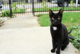 <p>Stray kitten that hangs around the Tate home, according to Tommy Tate.</p>
