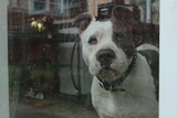 <p>Gucci, the Tates' dog.</p>
