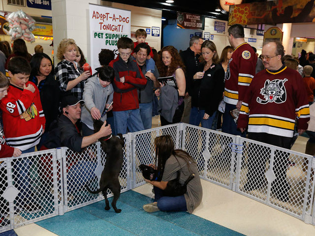 <p>Chicago Wolves fans have adopted more than 1,000 dogs since the team started its Adopt-A-Dog Nights 12 seasons ago.</p>
