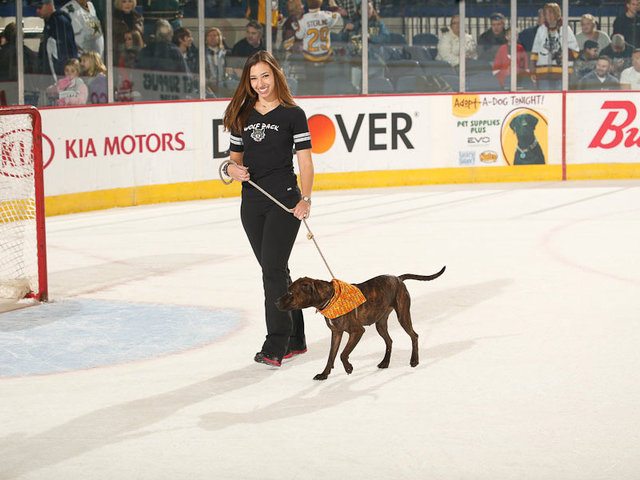 <p>Chicago Wolves fans have adopted more than 1,000 dogs since the team started its Adopt-A-Dog Nights 12 seasons ago.</p>
