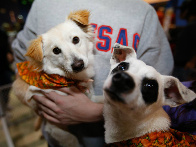 <p>Chicago Wolves fans have adopted more than 1,000 dogs since the team started its Adopt-A-Dog Nights 12 seasons ago.</p>
