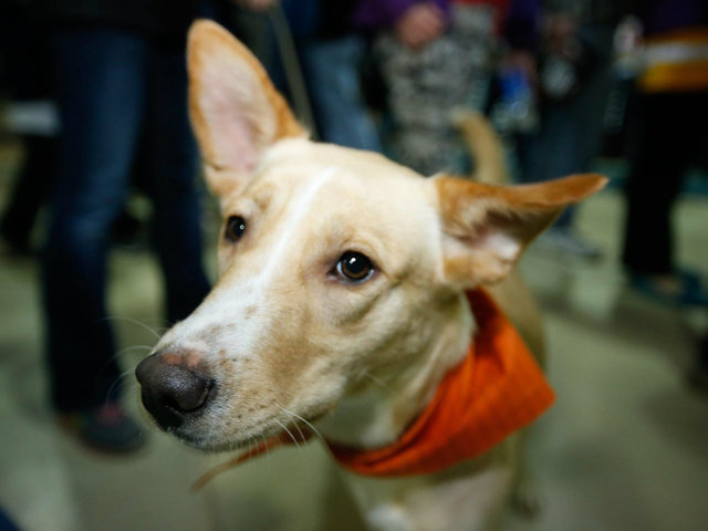 <p>Chicago Wolves fans have adopted more than 1,000 dogs since the team started its Adopt-A-Dog Nights 12 seasons ago.</p>
