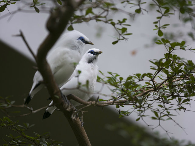 <p>Bali mynahs are nearly extinct in the wild because poachers collect them for the illegal pet trade, according to the Lincoln Park Zoo's website.</p>
