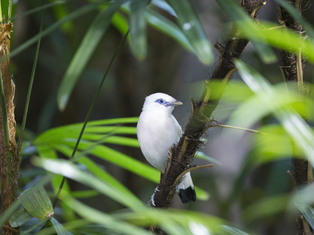 <p>Bali mynahs are found almost exclusively in zoos. Lincoln Park Zoo has seven of the rare birds.</p>
