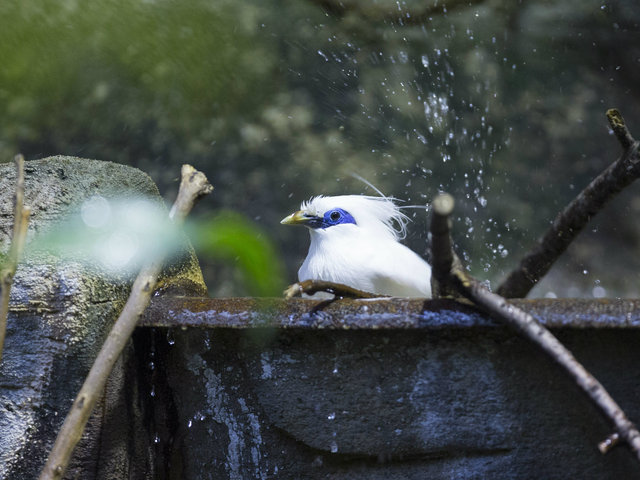 <p>Lincoln Park Zoo participates in the Bali mynah Species Survival Plan, a shared conservation effort by zoos throughout the Association of Zoos and Aquariums.</p>
