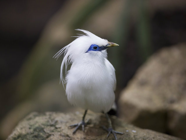 <p>Bali mynahs are valued for their striking plumage and beautiful songs.</p>
