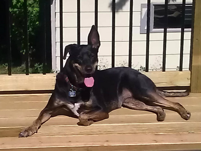 <p>Brennan, who was adopted in 2005, is one of the 1,035 dogs adopted as part of the Adopt-A-Dog program at Chicago Wolves games.</p>
