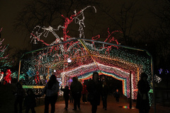 Walk to Zoolights at the Lincoln Park Zoo (Dinner too) 