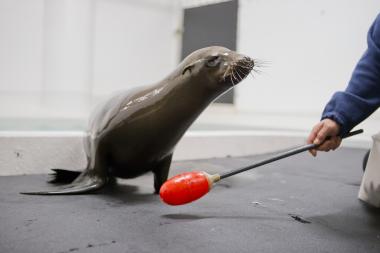 Tanner and Cruz, new additions to the Shedd Aquarium's sea lion family, both avoided death row by coming to Chicago.