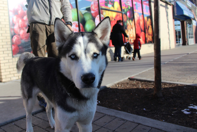 <p>Zeus was checked out by a vet and seems to have fully recovered by Wednesday morning after spending a half-hour in the frigid waters of Lake Michigan at Loyola Beach.</p>
