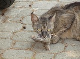 Feral Cats Should Be Killed, Bird Lovers Tell Anti-Cruelty Society 
