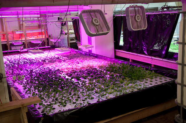 <p>An herb growing system inside The Plant, a sustainable food production facility in Back of the Yards.</p>
