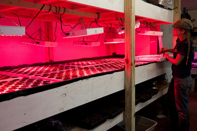 <p>Farm manager Carla McGarrah overlooks a germination bed at The Plant.</p>
