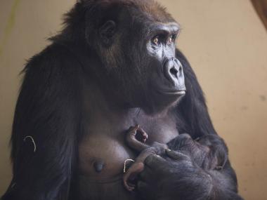 Nayembi, a baby gorilla at the Lincoln Park Zoo, is recovering after she was seriously injured last week. Zoo officials said she suffered a serious facial injury.