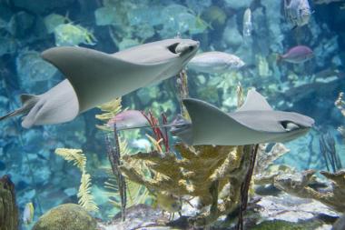 Shedd Aquarium visitors will get a special opportunity to see — and touch — cownose and yellow rays in a giant pool outside the building.