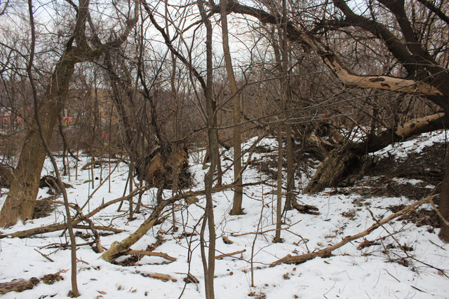<p>The West Ridge Nature Preserve would set aside 20 acres of city land for a multi-use park at the western edge of the Rosehill Cemetery.</p>
