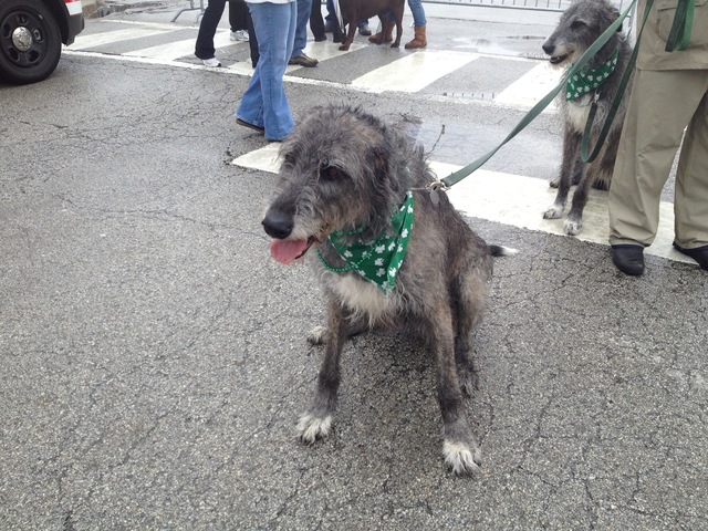 <p>The Mahoney family's 5-year-old Irish Wolfhounds. Liadain and Macushla, get ready to watch the South Side Irish Parade.</p>
