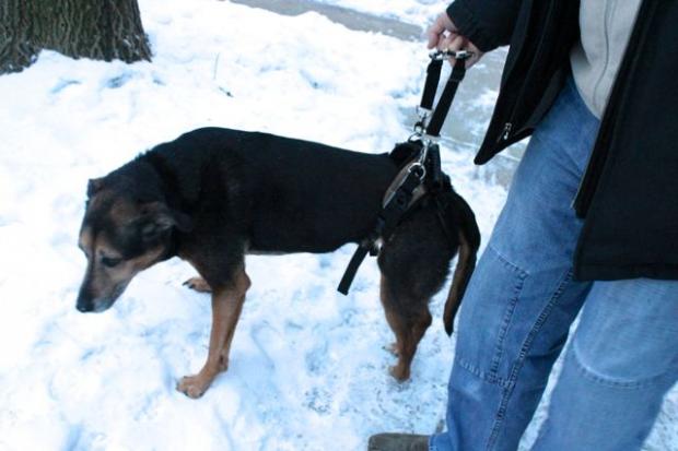 rottweiler hip dysplasia toast restaurant raises money to replace stolen wheelchair bucktown dnainfo rottweiler hip dysplasia toast restaurant raises money to replace stolen wheelchair bucktown dnainfo