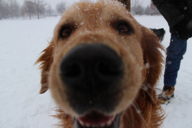 <p>Rory, a Ravenswood golden retriever, cavorted in the snow Tuesday afternoon at Winnemac Park in Ravenswood.</p>
