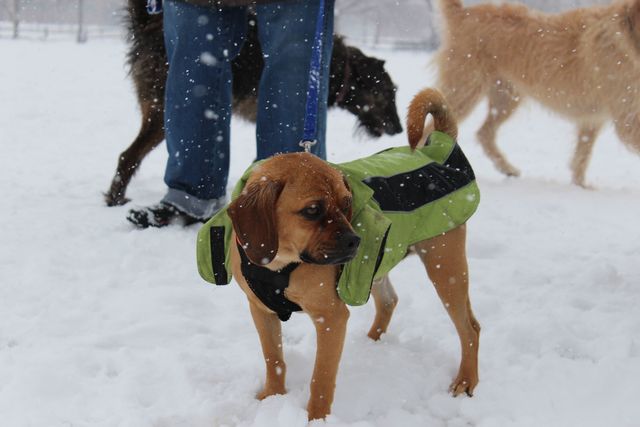 <p>Banjo, an 18-month-old pug, took a breather from cavorting with his buddies in the snow Tuesday afternoon at Winnemac Park in Ravenswood.</p>

