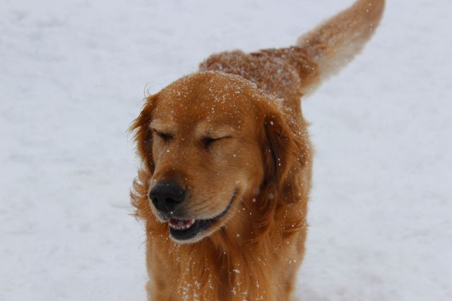 <p>Rory, a golden retriever, caught a blast of snowy wind right to the snout while playing in the snow Tuesday afternoon at Winnemac Park in Ravenswood.</p>
