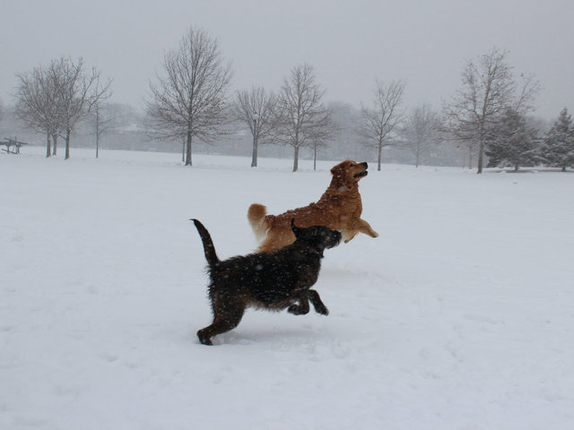 <p>Two pooches cavort through the snow Tuesday afternoon at Winnemac Park in Ravenswood.</p>

