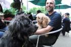 West Town 'Pup Crawl' May 28, 2013