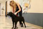 PAWS Chicago rescues animals from Oklahoma
