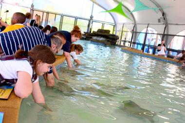 Touch a yellow or cownose ray at the new Shedd Aquarium exhibit.