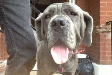 A West Side man is facing felony animal cruelty charges after prosecutors alleged he intentionally ran over the paw of his neighbor's dog with his lawn mower, breaking the mastiff's bones.
