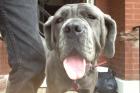 Neighbor Intentionally Ran Over Dog's Paw With Lawnmower, Prosecutors Say