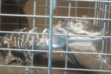 Sheriff's deputies found a 13-inch-long alligator in the dining room of a Chatham apartment where they were serving out an eviction.