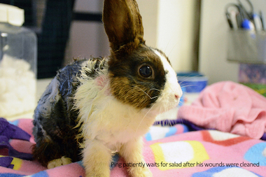 Ping Tom the rabbit was found abandoned and tic-infested in Ping Tom Park in Chinatown Aug. 30. Red Door Animal Shelter took him in and is nursing him back to health.