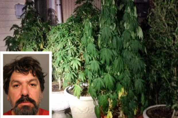 Police searching for a burglar in Avondale found something they weren't exactly looking for: 11 marijuana plants growing in a residential backyard.