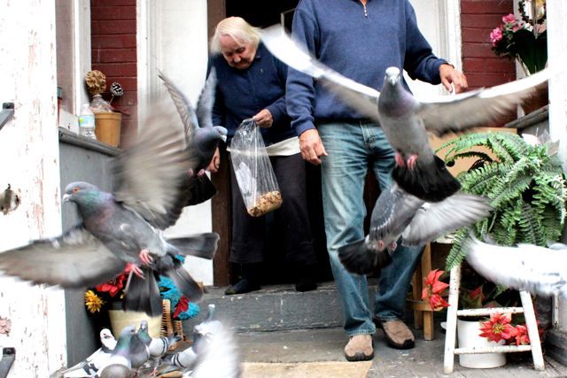 <p>Marcella Juszynski feeds pigeons once daily on the porch of her Bucktown home.</p>
