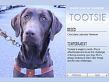 Seeing Eye Dogs a Tough Breed in New York City