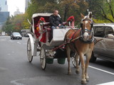 Advocates to Hold Candlelight Vigil for Dead Carriage Horse