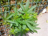 Police Commissioner Prohibits Some Minor Pot Arrests