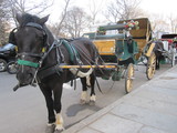 American Girl Place Bans Horse Carriage Rides After Protests