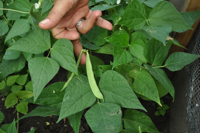 Maria Rosa holds a growing pea in one one of the tree pit gardens in Inwood.