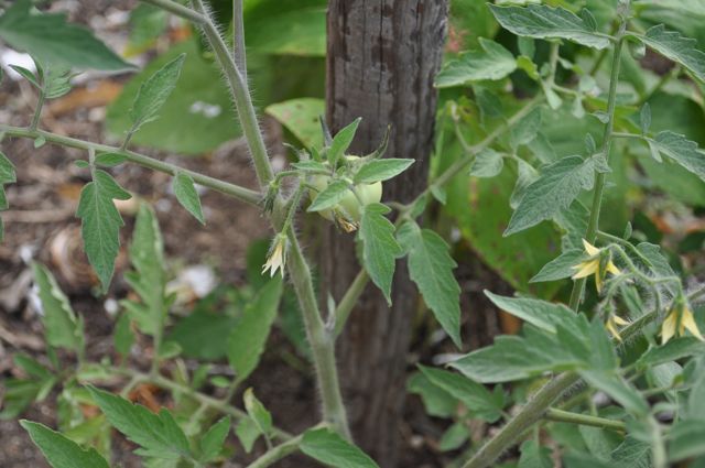 Plants and vegetables grow together in some of the miniature gardens.