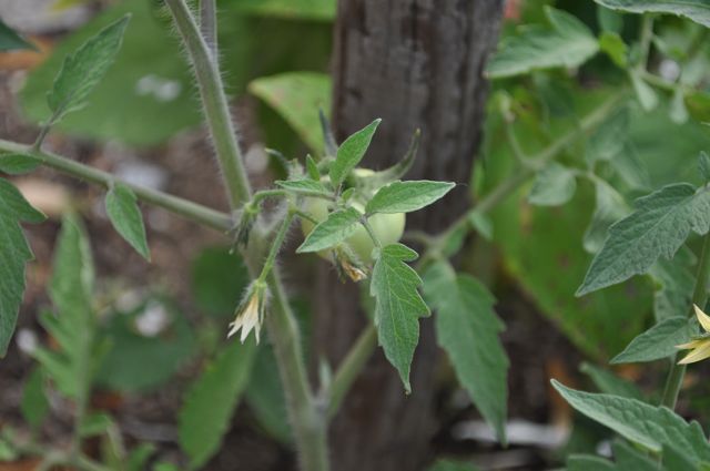 Tomatoes, fava beans and snap peas grow in small gardens along a residential block in Inwood.