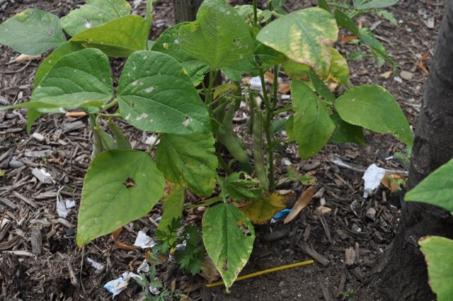 Eight residents tend to the small gardens in Inwood.