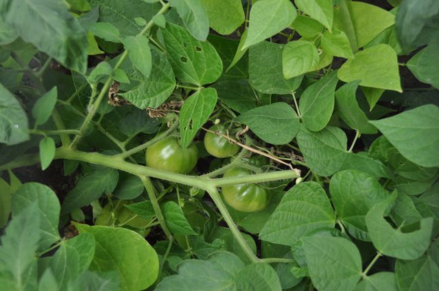 Green tomatoes wait to be ripened by the sun.