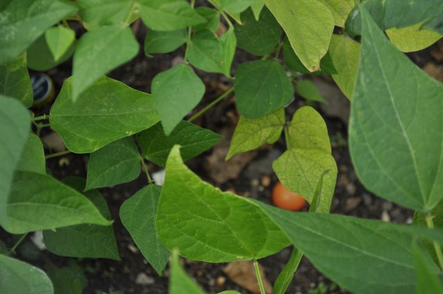 A stray ripened tomato fell off the vine.