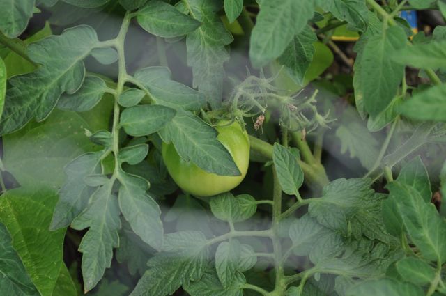 The miniature farms are the latest community agriculture venture to be discovered hidden in plain site.