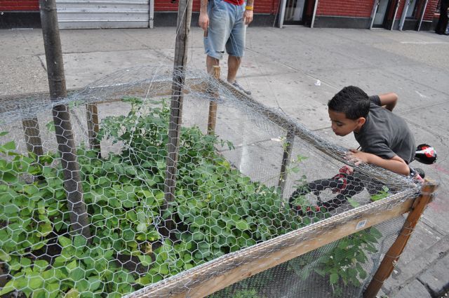 A young boy peers into the garden.