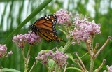 Butterflies to be Released from High Line