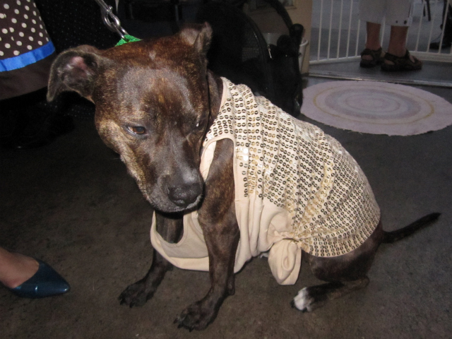 Bailey, a pit bull mix, wore an old sequined women's shirt from Express. 